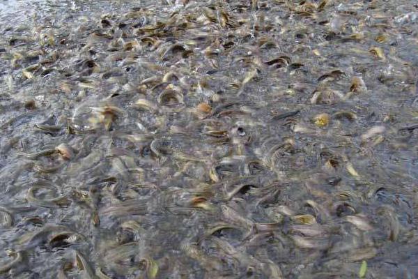 適合農村發展項目