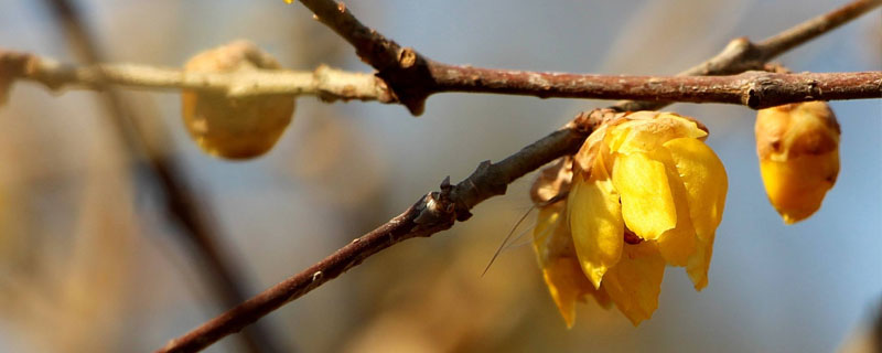 干枝梅種植栽培技術