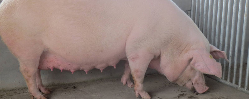 母豬臨產前有什么征兆