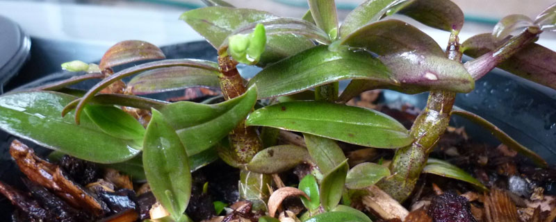 鐵皮石斛兒童幾歲能吃