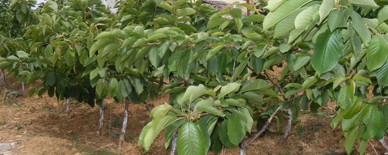 桃樹(shù)育苗時(shí)間和方法