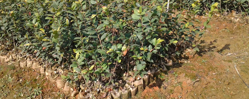 油茶苗移栽要點