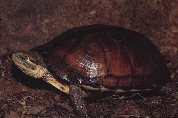 石金錢龜養殖入門必讀