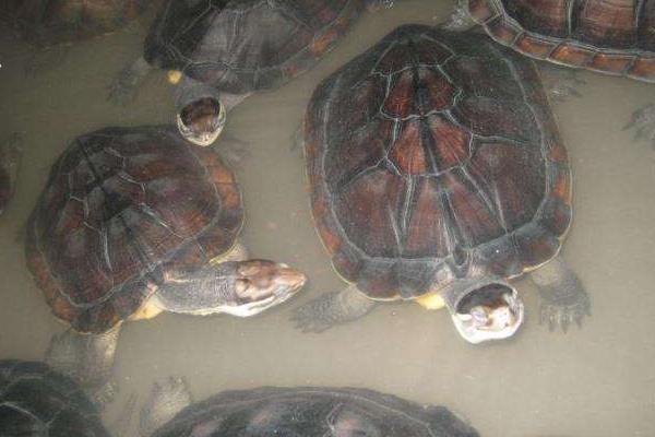 石金錢龜養殖入門必讀