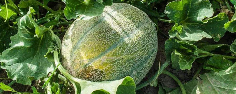 氟啶胺不能與哪些藥用