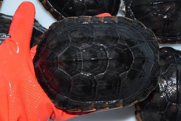 石金錢龜養殖入門必讀