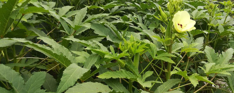 八大農村種植項目