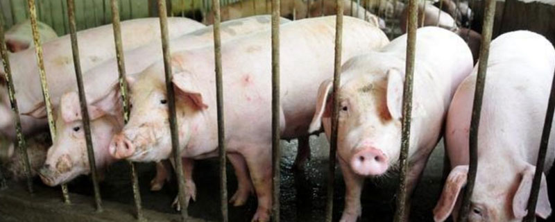 豬拉稀用什么藥