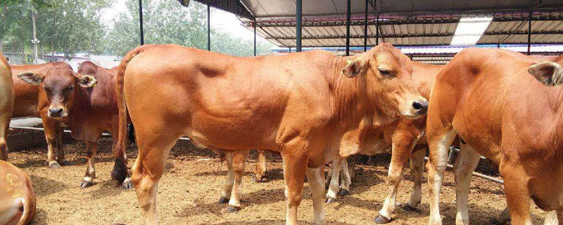 哪里有小牛犢出售