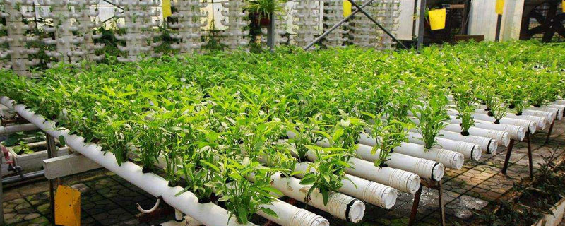 無土栽培蔬菜成本