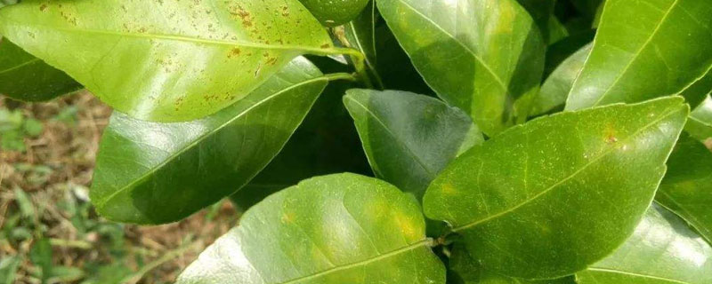 代森錳鋅的作用和使用方法