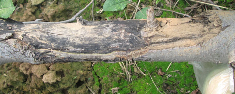 果樹腐爛病特效藥