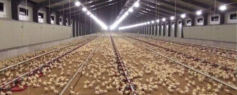 蛋雞育雛期光照一覽表