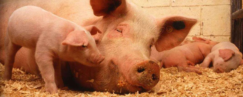 懷孕母豬能驅蟲嗎