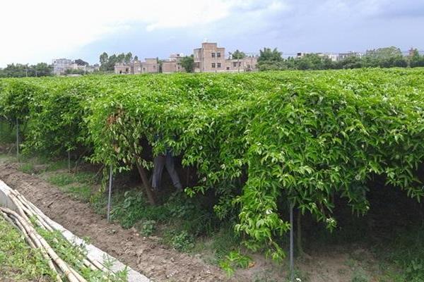 百香果種植必讀