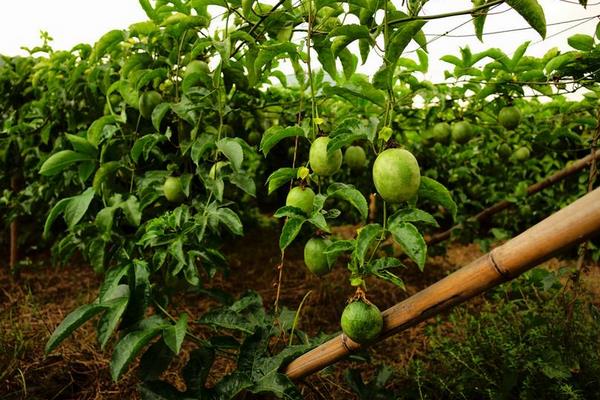 百香果種植必讀