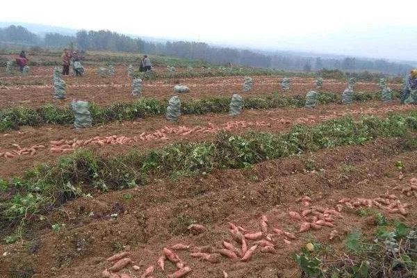 紅薯幾月育苗