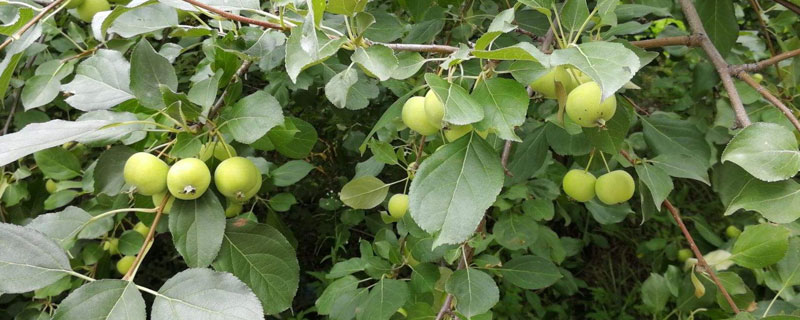 海拔1800適合種植什么