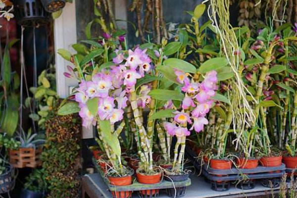 春石斛的養殖方法