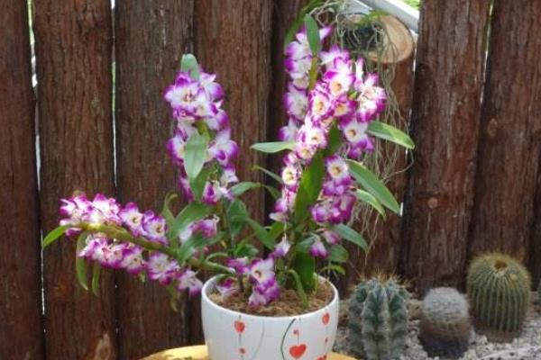 春石斛的養殖方法