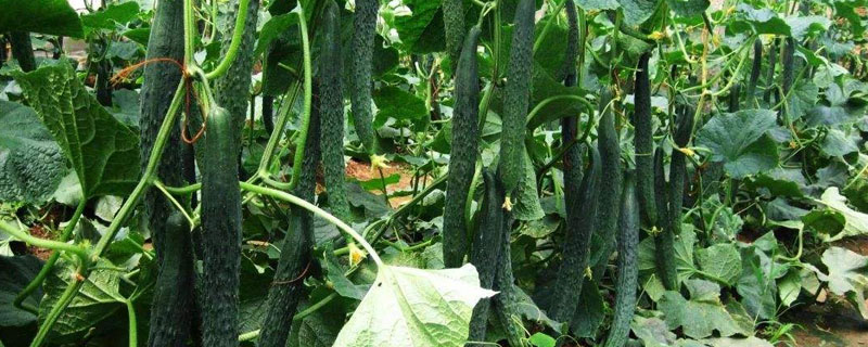 黃瓜施肥時(shí)間及方法