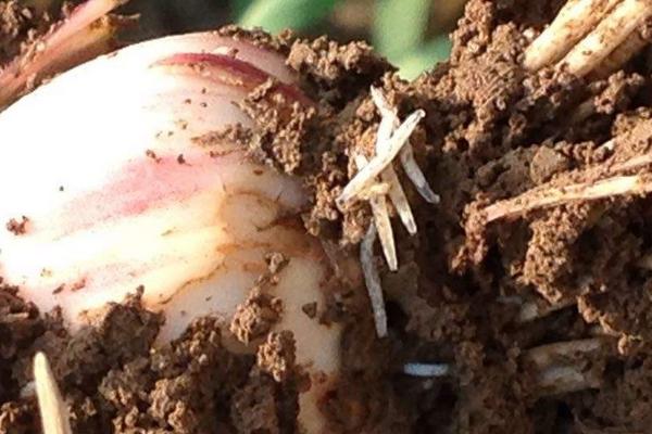 黑頭蛆用什么藥