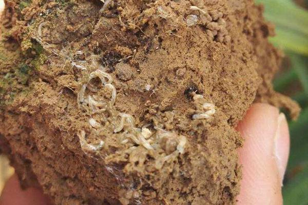 黑頭蛆用什么藥