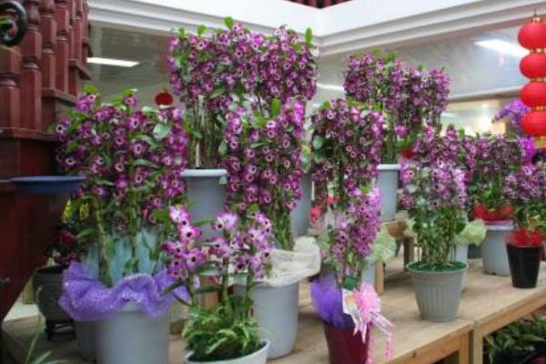 春石斛的養殖方法