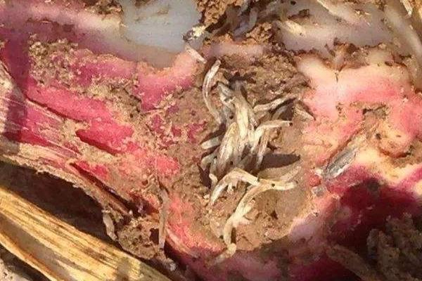 黑頭蛆用什么藥