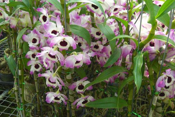 春石斛的養殖方法