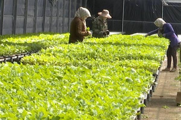 農業土地投資項目