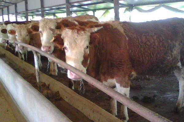 肉牛養殖場的建設標準