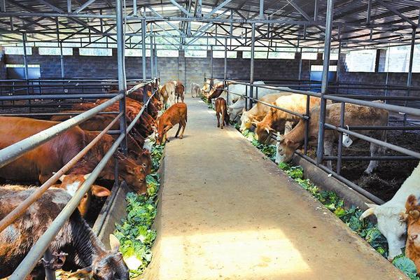 肉牛養殖場的建設標準