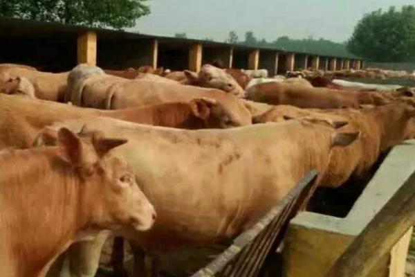 肉牛養殖場的建設標準