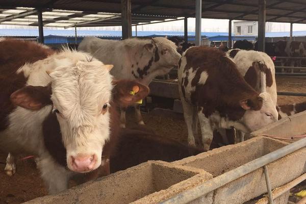 肉牛養殖場的建設標準