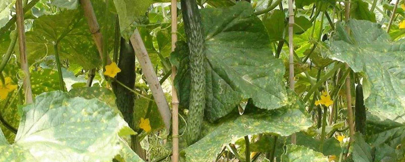 黃瓜炭疽病特效藥