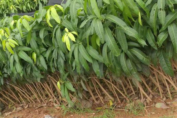 芒果樹苗怎么種植技術