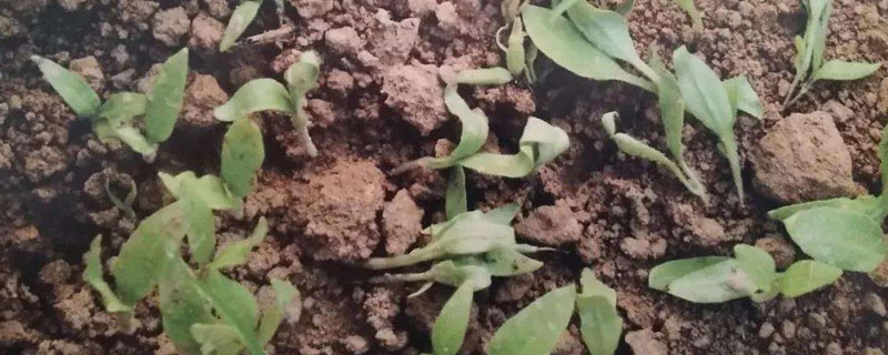 敵磺鈉的用法跟用量