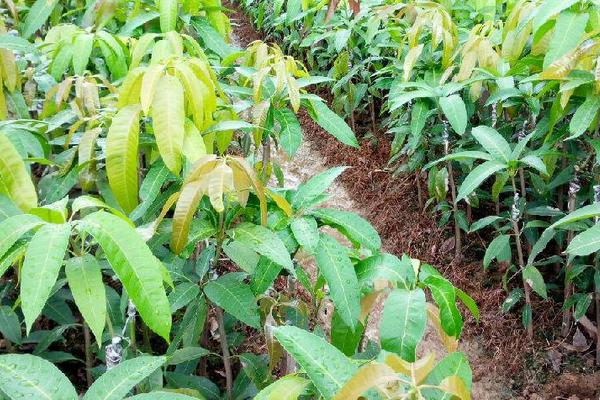 芒果樹苗怎么種植技術