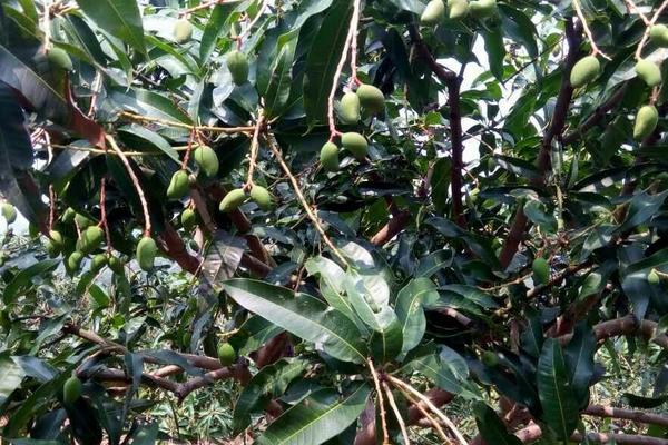 芒果樹苗怎么種植技術