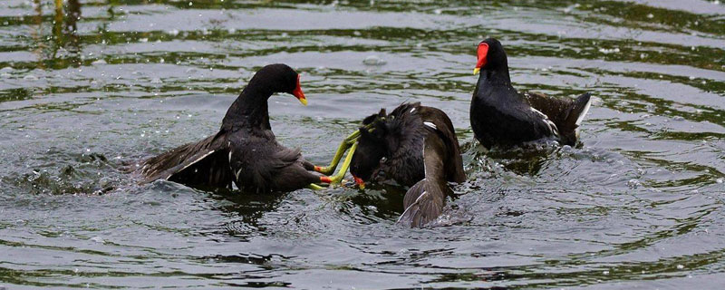黑水雞哪里有養殖基地