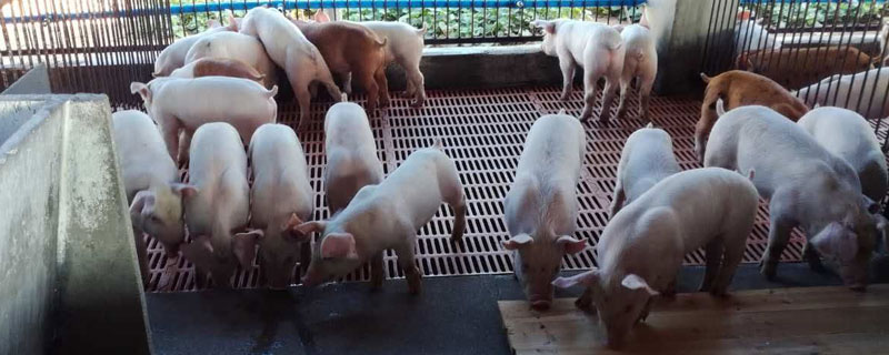 母豬小挑下刀法