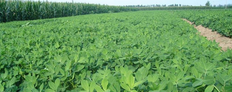 花生田除草劑配方