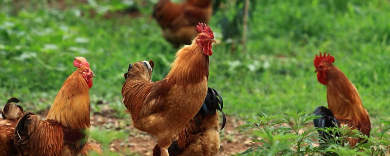 雞輸卵管炎特效藥