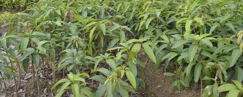 芒果樹苗怎么種植(含詳細種植技術(shù))