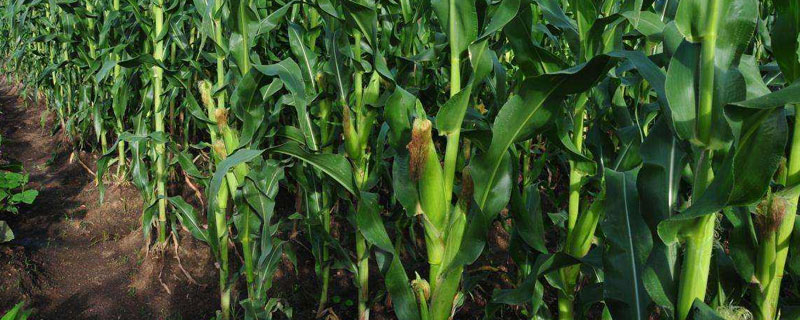 東農(nóng)275玉米種子介紹