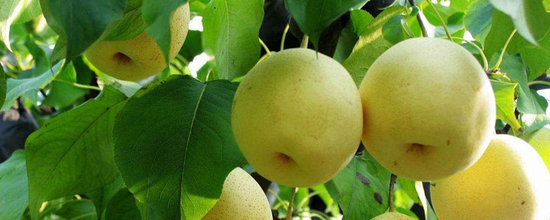 梨樹苗新品種介紹大全