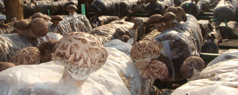 新型的香菇種植技術