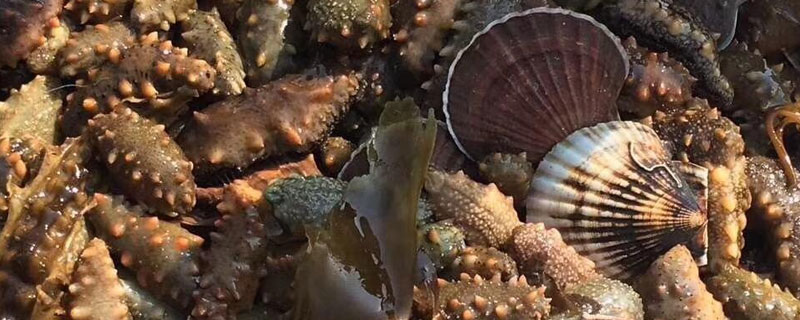 海參養殖技術要點