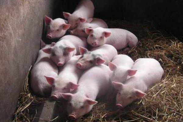 豬用阿莫西林的作用